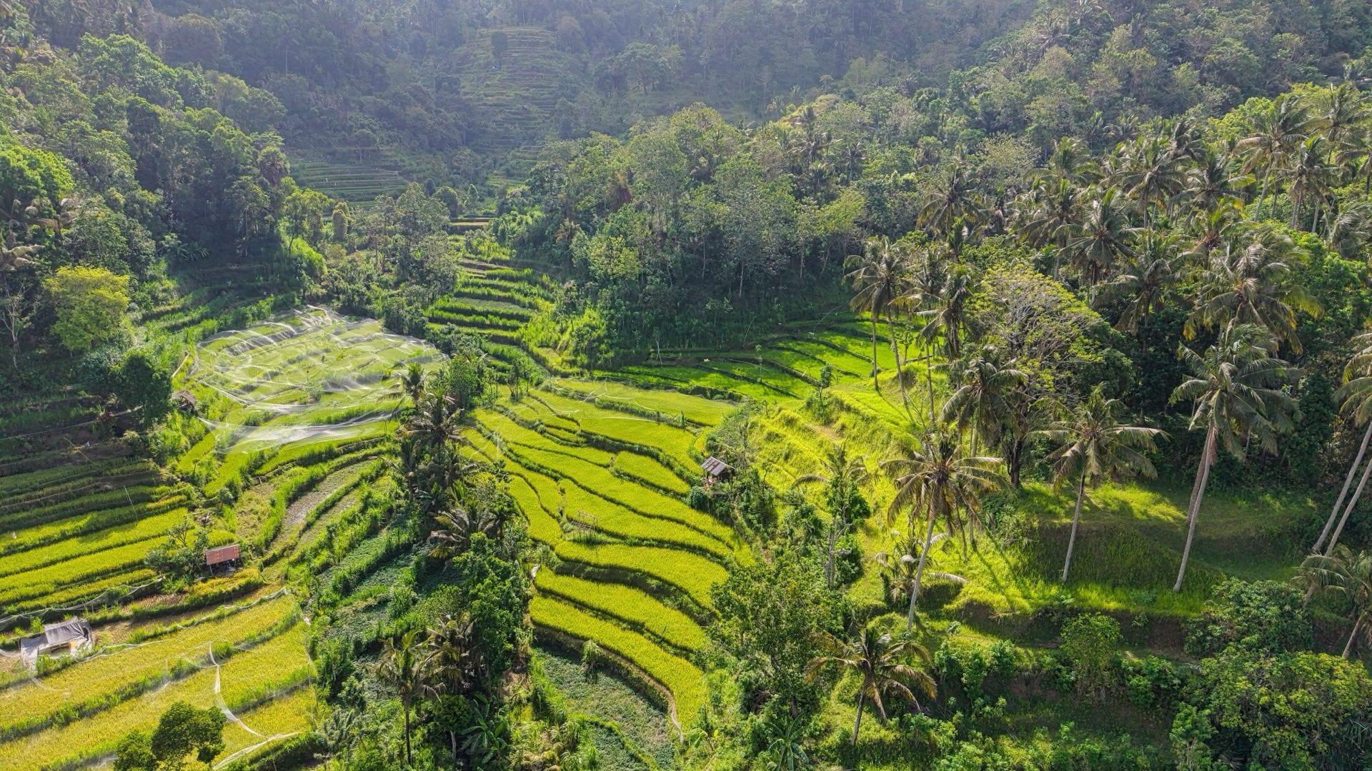Bali City Guide