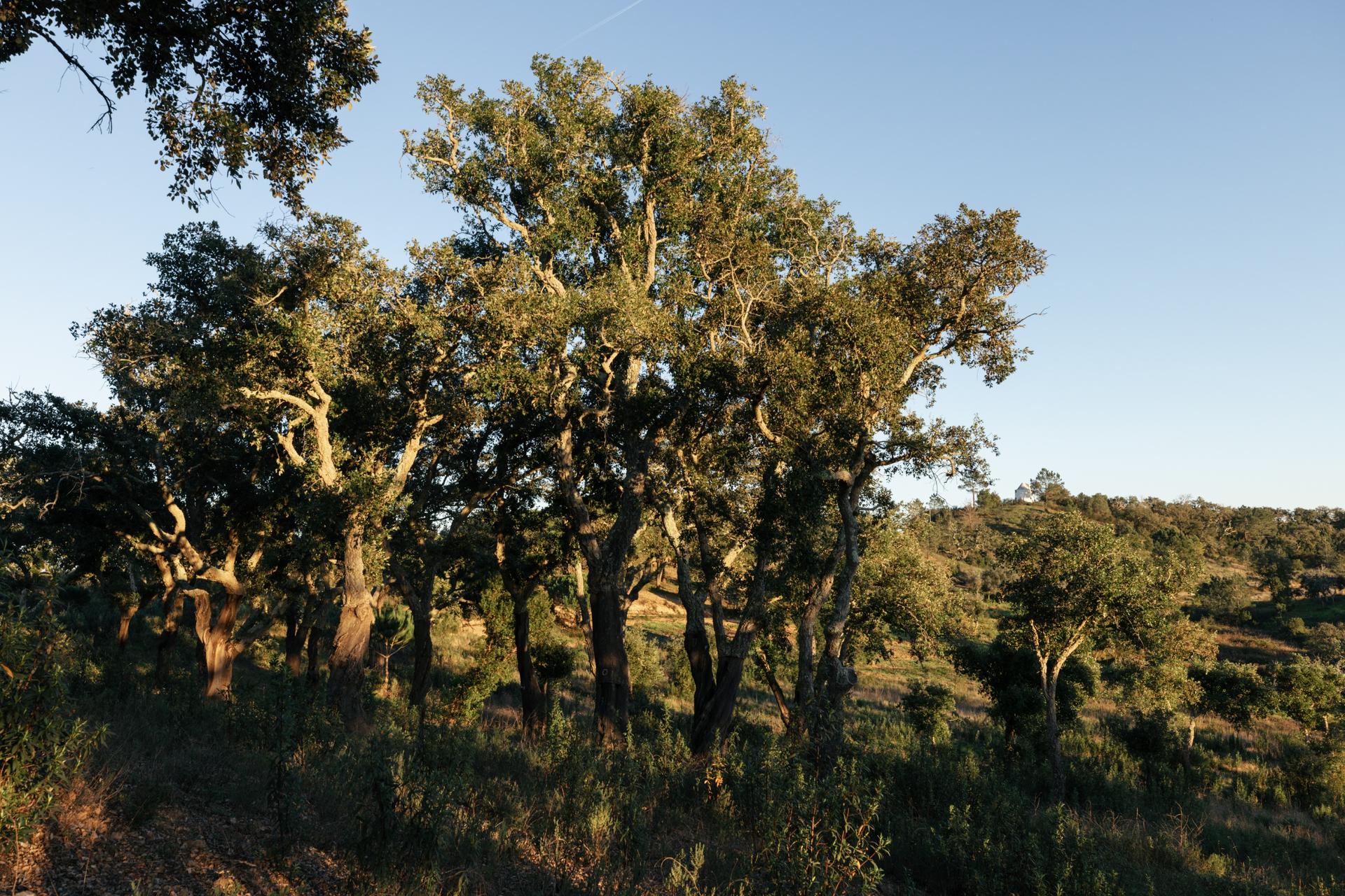 Land in Santiago do Cacém (87331) — photograph 2
